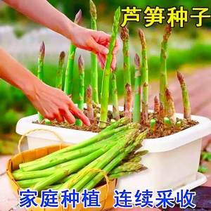 芦笋种子 四季播种蔬菜之王进口紫芦笋绿芦笋种子 高营养蔬菜种子