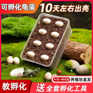 龟蛋孵化乌龟蛋套装可孵化受精蛋网红龟苗草龟小宠物儿童适合养的