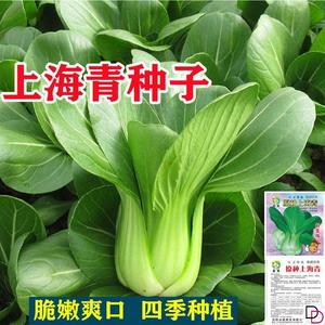 上海青种子高产小油菜矮脚小青菜农家菜园易种蔬菜种籽四季大田种