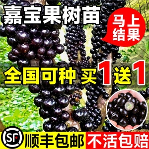 四季嘉宝果苗沙巴艾斯卡树葡萄苗果树庭院名贵南北方种植盆栽带果