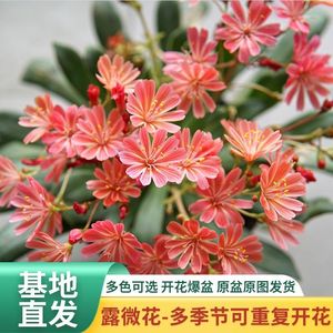 露薇花盆栽露微花琉维草阳台庭院花卉植物四季开花好养多年生带花