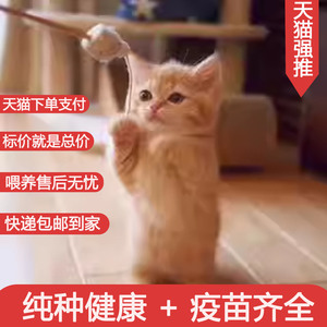 中华田园猫可爱小奶猫网红猫活物白橘猫真猫狸花猫白狸体便宜小猫