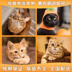 中华田园猫橘猫橘白猫狸花猫黑白奶牛猫网红三花猫小老虎猫捕鼠猫