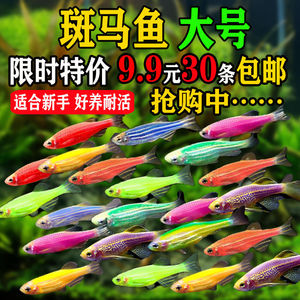 热带观赏鱼七彩斑马鱼红绿灯科鱼小型冷水淡水群游好养活的练手鱼