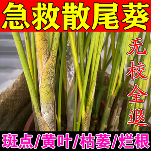 散尾葵专用肥料叶子发黄凤尾竹专用肥料光杆黑斑白点杀虫剂营养液