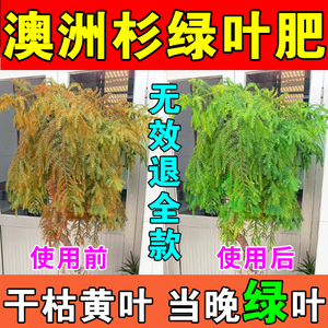 澳洲杉专用肥料营养液异叶南洋杉不老松肥料澳洲松黄叶烂根专用药