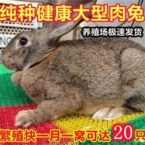 养殖场直售比利时种兔杂交兔子繁殖成年种兔大型肉兔苗月月兔活体
