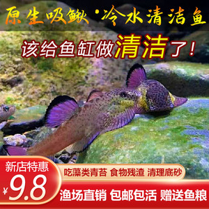 紫鳍吸鳅冷水清洁鱼清道夫鱼鱼缸琵琶鱼工具鱼长汀麦氏贵州爬岩鳅