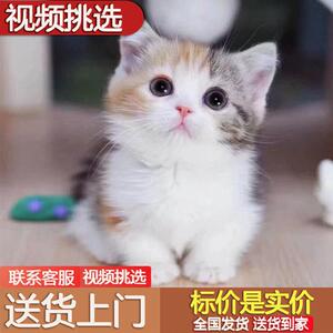 现货猫咪活体田园小猫三花猫白猫黑猫金橘猫狸花猫小奶牛猫非领养