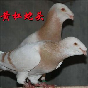 俄罗斯鸽子宠物鸽子活体一对种鸽子青年鸽包活到家观赏鸽头型鸽子