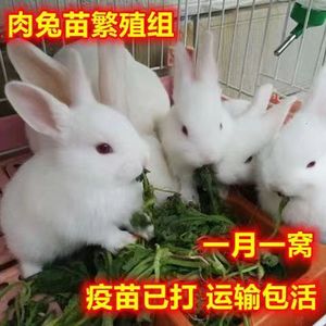 兔子活物公母一对活体宠物家兔活兔肉兔子苗家养巨型兔苗宠物兔子