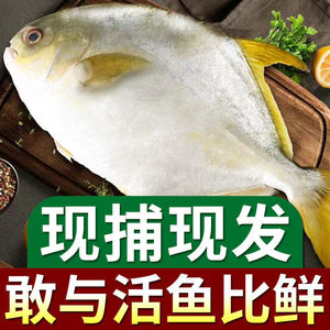 新鲜特大号海捕金鲳鱼鲜活冷冻一箱肉鲳鱼平鱼白鲳鱼海鲜水产