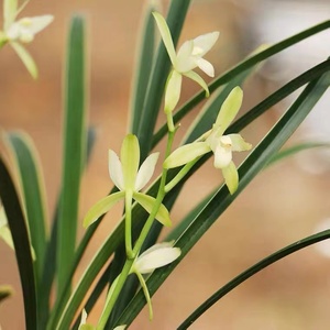 兰花苗铭品金边艺铁骨锦旗素心好养易活浓香室内花卉绿植盆景建兰