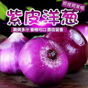 云南特产新鲜紫洋葱农家自种蔬菜洋葱头红葱红皮紫皮圆葱鲜挖包邮