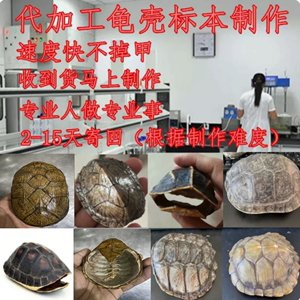 加工乌龟壳标本制作乌龟标本制作乌龟壳制作工艺品摆件挂件