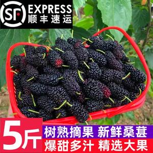 顺丰新鲜桑葚现摘现发天然孕妇水果黑桑酵素5斤桑椹果整箱3斤