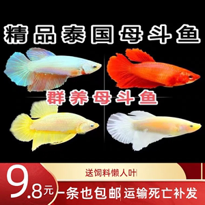 泰国半月母鱼爆卵可繁殖可混养斗鱼造景淡水活体可爱小型仙女母鱼