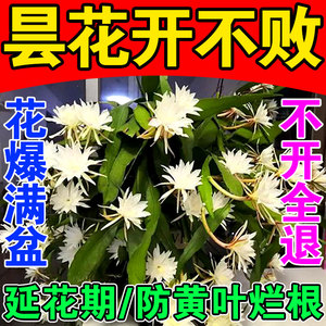 昙花专用肥料家用园艺肥料叶面肥专用土营养液花卉绿植催花生根肥