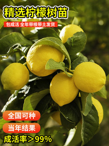 香水柠檬树苗盆栽广东水果树果苗南方种植四季结果可食台湾正宗地
