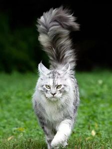 缅因猫幼猫纯种俄罗斯巨型猫咪活体烟灰黑棕虎斑缅因长毛宠物猫舍
