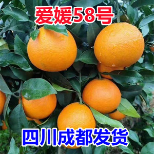 新品种爱媛58号果苗红美人早熟无籽正宗嫁接果冻橙树苗南北方种植