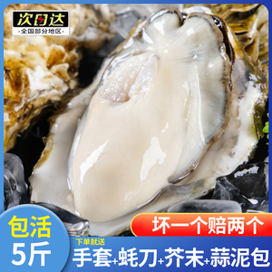 连云港生蚝鲜活10新鲜海蛎子5斤海鲜特大牡蛎贝壳即食水产品营养