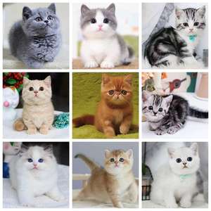 宠物猫活物猫咪活幼体英短美短蓝猫起司矮脚虎斑金银渐层布偶猫白
