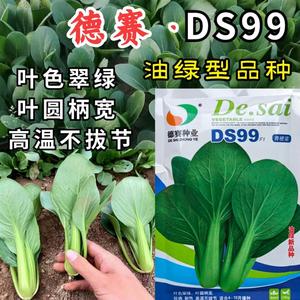德赛DS99青梗菜种子耐热夏秋大叶面油绿高产上海青菜蔬菜种子籽孑