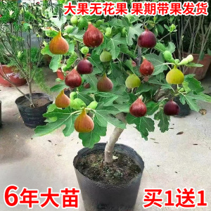 无花果树果苗矮化盆栽特大果波姬红金傲芬斯特拉庭院无花果苗树苗