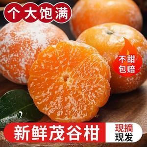 广西茂谷柑新鲜应季水果沃柑现摘薄皮脏脏柑橘石灰柑桔子整箱包邮