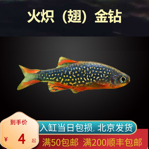 火炽金钻翅灯鱼北京小型草缸观赏鱼淡水新手耐养热带鱼群游南美