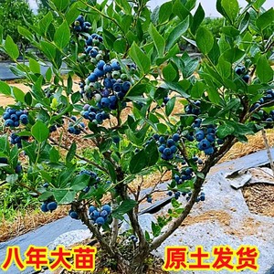 蓝莓果苗蓝莓树苗大果带土南方北方种植特大盆栽地栽兔眼四季果树