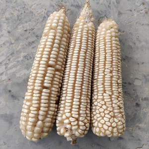 70年代老品种大白马牙玉米农村传统自种老玉米粒自留包谷