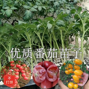 草莓番茄苗大小水果室内阳台盆栽蔬菜西红柿苗子南方北方四季种植