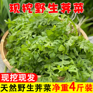 荠荠菜野菜新鲜包邮4斤天然野生现挖地菜齐菜包子馅芥菜商用农家