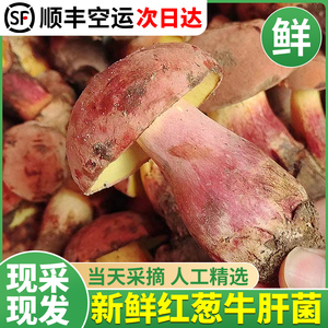 现货新鲜红葱牛肝菌500g白葱菌野生菌变色蘑菇黑黄云南新鲜见手青