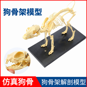 狗骨架动物犬骨骼兽医教学教具动物模型猫骨架犬科教学宠物厂家直
