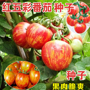 红五彩番茄种子红色斑马西红柿圣女果蔬菜种籽孑室外阳台春播早熟