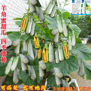 巨型羊角蜜甜瓜种子青皮羊角酥蜜瓜薄皮香瓜种子四季盆栽水果种子