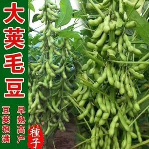 2-6月种植特早王毛豆种子50天早熟大粒绿毛豆种子高产千斤大豆种