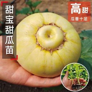 日本甜宝甜瓜种苗芝麻蜜白丽人白皮甜瓜杂交种籽寿光蔬菜苗厂直发