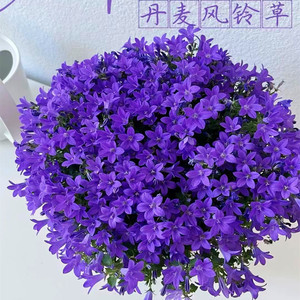 丹麦梦露紫风铃鲜花盆栽四季开花带花苞好养庭院阳台办公室观花