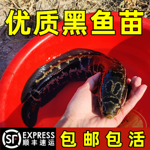 黑鱼苗活体淡水乌鳢生鱼苗纯种乌鱼苗凶猛冷水观赏鱼小财鱼苗批发