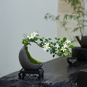小叶九里香盆栽悬崖飘枝造型盆景室内茶几绿植花卉桌面好养小植物