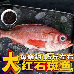 新鲜大号红石斑鱼金目鲷鱼红鱼富贵鱼加吉鱼大眼鱼1条1.5斤左右