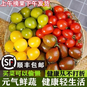 【顺丰】新鲜采摘四色混装小番茄青口蜜夏日阳光迷彩鲜贝圣女果