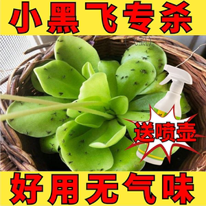 花卉杀虫剂植物灭小飞虫药土壤小黑飞绿植月季蚜虫室内养花除虫剂