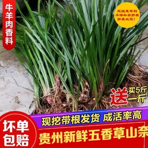 贵州现挖新鲜五香草五香山奈可食用带根盆栽去腥味香料500克包邮