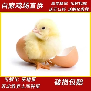 受精蛋可孵化种蛋纯种青脚红瑶鸡小鸡散养土鸡蛋笨鸡蛋5枚包邮