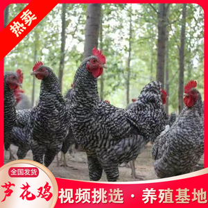 纯种汶上黑白芦花鸡活鸡称出售家养成年土鸡下蛋鸡半大鸡养殖技术